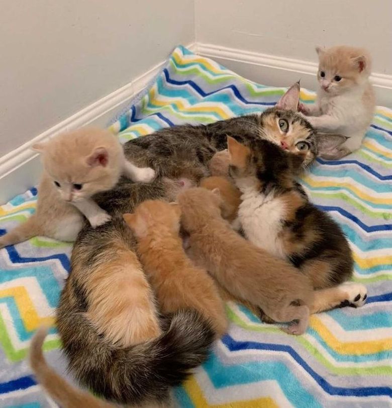 Illustration de l'article : Des bénévoles à la rescousse d’une jeune chatte affaiblie et de ses 2 portées de chatons affamés